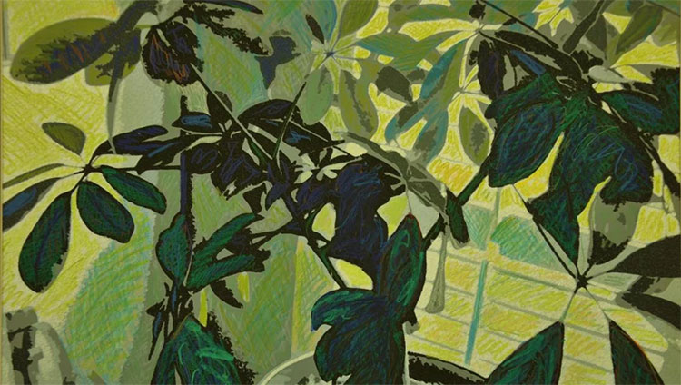 Schefflera
