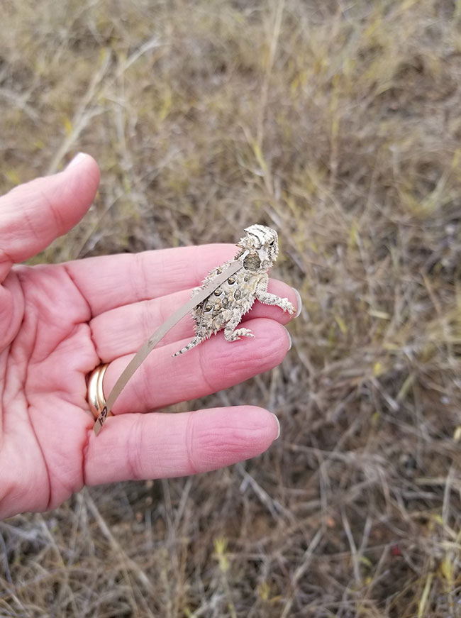 Texas Horned Lizard Release